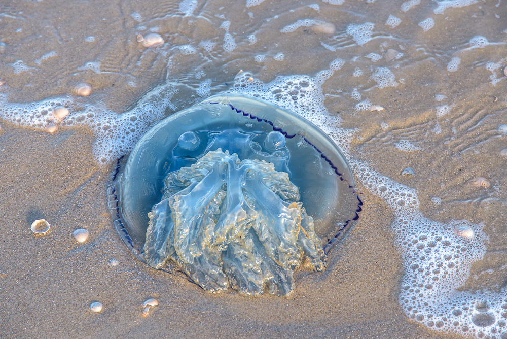 Zeepaddenstoel, Rhizostoma pulmo op texel